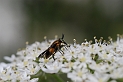 Splayed deerfly - A